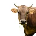 © fotolia: #38290287 - cow isolated