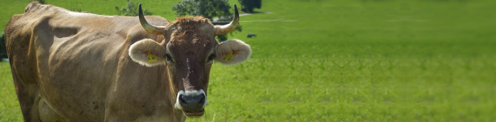 Kuh auf der Wiese